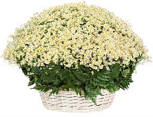 Цветочная композиция из Ромашки в корзине #REPLACE_PRED# Жигулевске